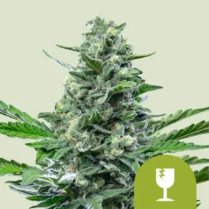 Crtical Autoflowering I Royal Queen Seeds Cannabis Samen 