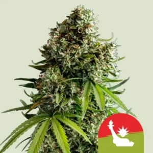 NYC Sour Diesel Auto Verpackung I  Royal Queen Seeds Cannabis Samen Autoflowering