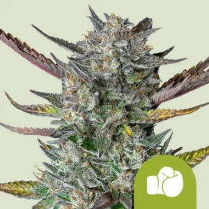 Purple Punch Autoflowering I Royal Queen Seeds Cannabis Samen