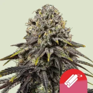 Royal Queen Seeds Dynamite Diesel Cannabis Samen Tyson 2.0