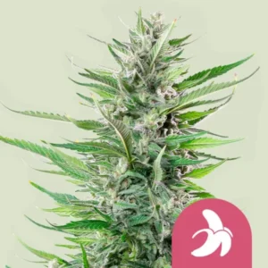 Royal Queen Seeds Fat Banana Cannabis Samen