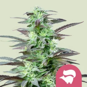 Royal Queen Seeds Skunk XL Cannabis Samen