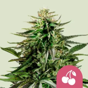 Royal Queen Seeds US Cherry Pie Cannabis Samen