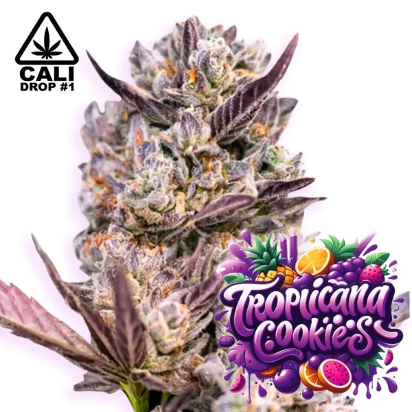 Baba Seeds Tropicana Cookies Purple Cali Cannabis Samen