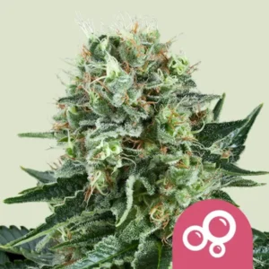 bubble-kush-2.webp