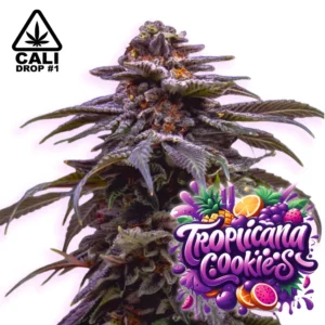 Tropicana Coookies auto.webp