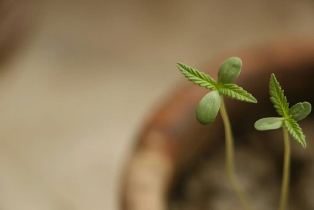 Zwei Cannabis Keimlinge - Sehr Junge Cannabis Pflanzen