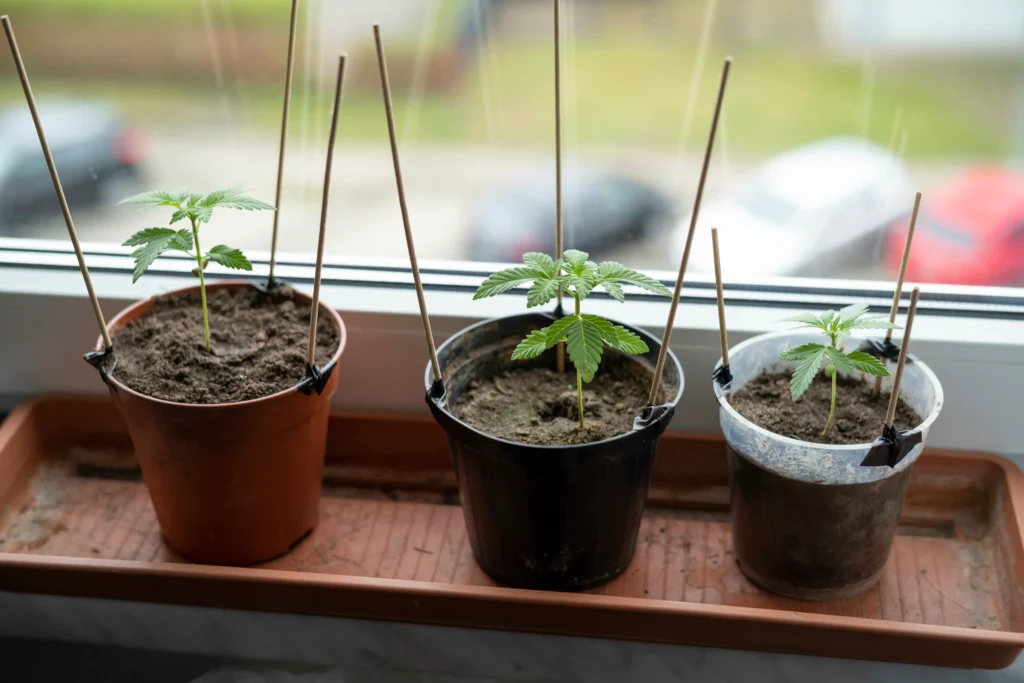 Cannabis Stecklinge an Fenster - Hanf Discount - Hanf Discount Drei Cannabis Stecklinge an Fenster Brett