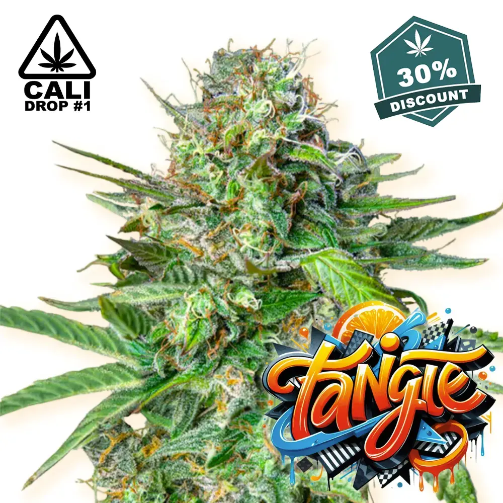 Baba Seeds Tangie Cali Cannabis Samen