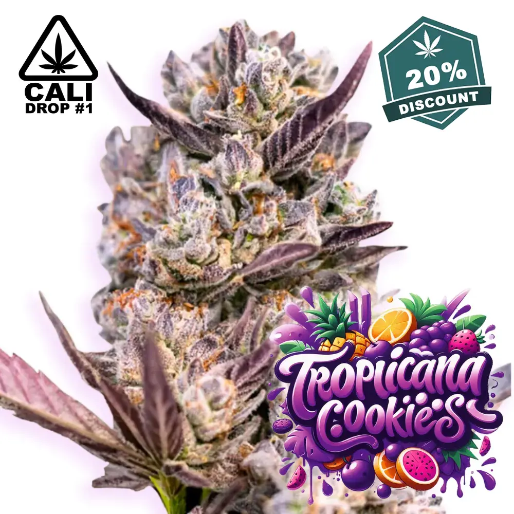 Baba Seeds Tropicana Cookies Purple Cali Cannabis Samen