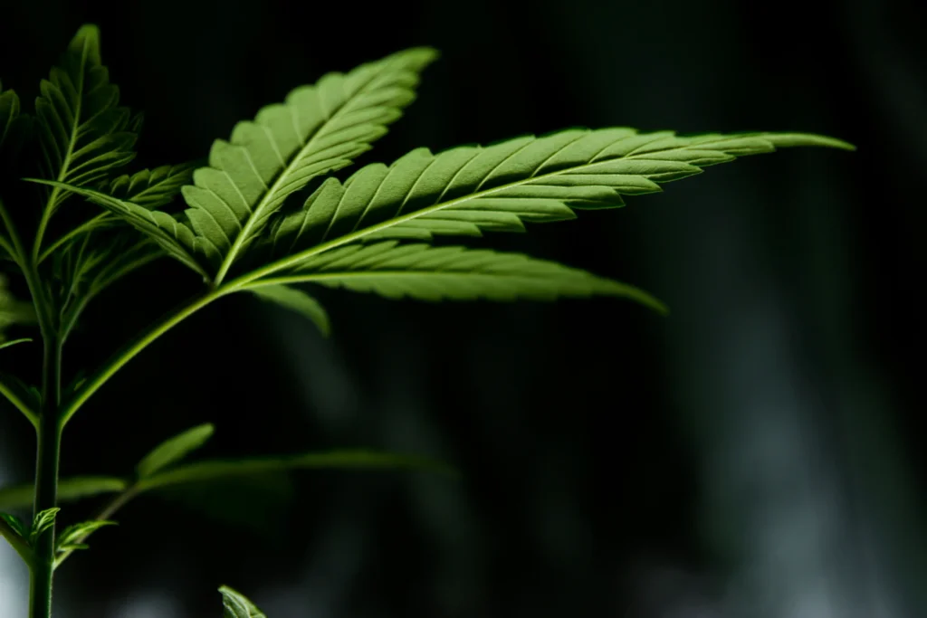 Cannabis Strains