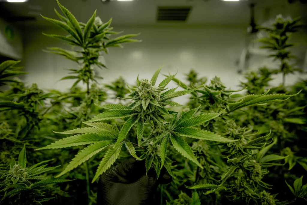 Cannabis Grow in Blüte Phase - Hanf Discount - Hanf Discount