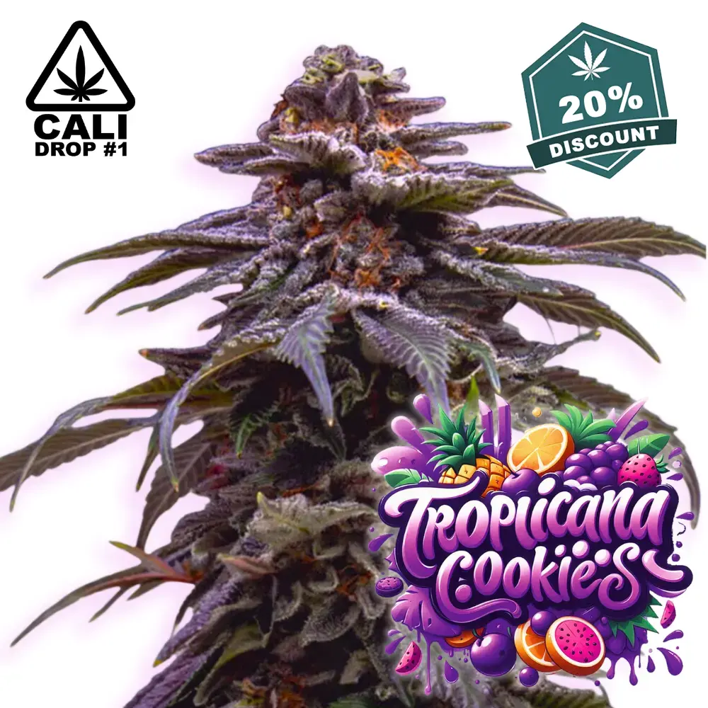 Tropicana Cookies Purple auto - Baba Seeds - 20% Deal