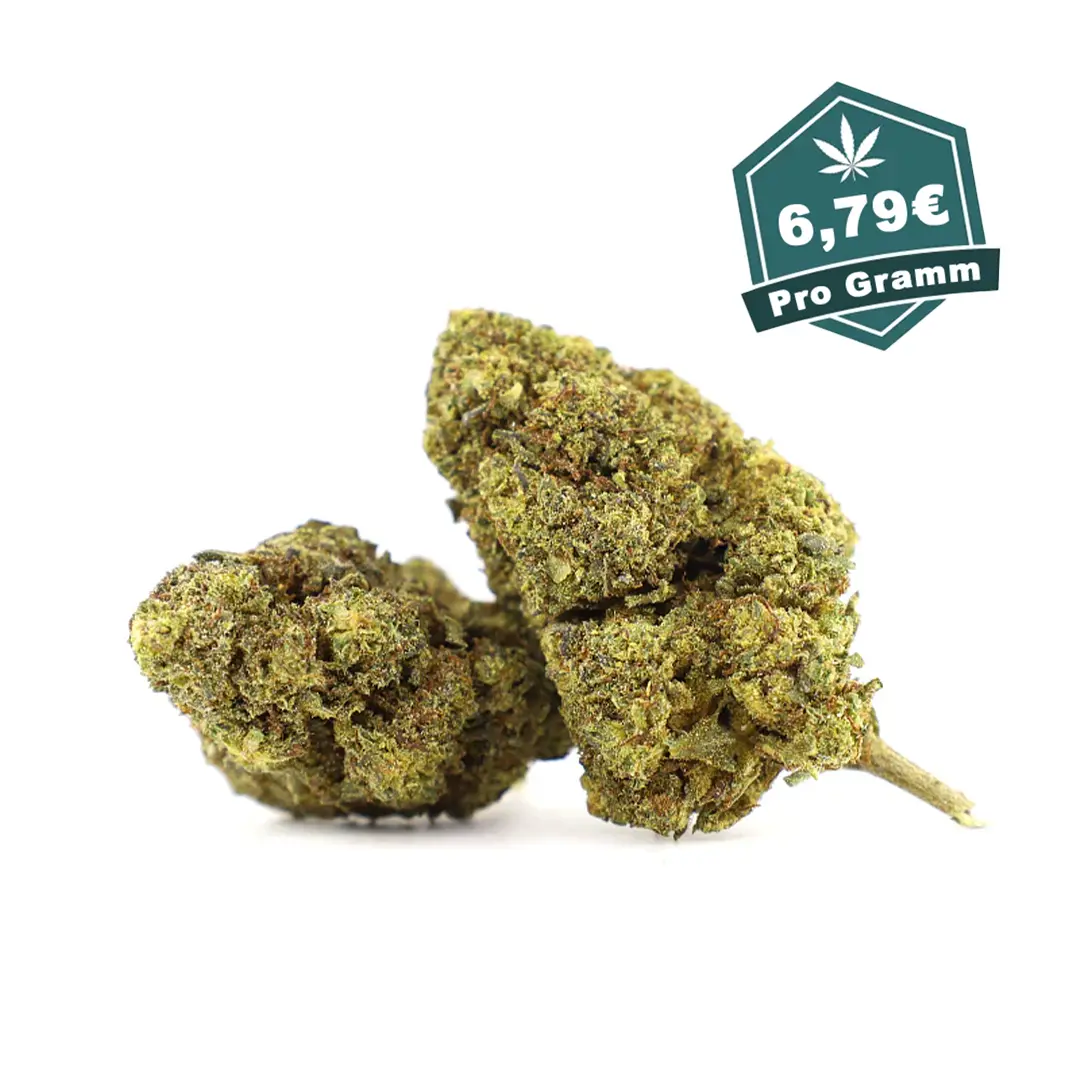 10-OH-HHC Blueten Mimosa - Hanf Discount 10-OH-HHC Blueten Mimosa