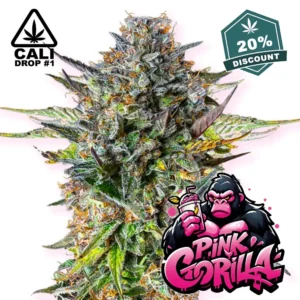 Baba Seeds Pink Gorilla - Hanf Discount Baba Seeds Pink Gorilla Cali Cannabis Samen