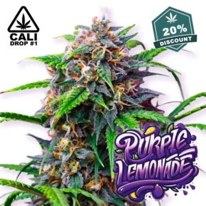 Baba Seeds Purple Lemonade Auto Cali Cannabis SamenSeeds Tropicana Purple Lemonade Auto - Hanf Discount Baba Seeds Purple Lemonade Auto Cali Cannabis Samen