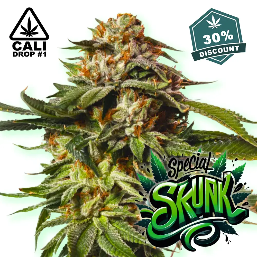 Baba Seeds Special Skunk Auto Cali - Hanf Discount Baba Seeds Special Skunk Auto Cali Cannabis Samen