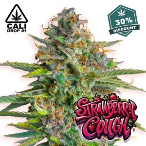 Baba Seeds Strawberry Cough - Hanf Discount Baba Seeds Strawberry Cough Cali Cannabis Samen