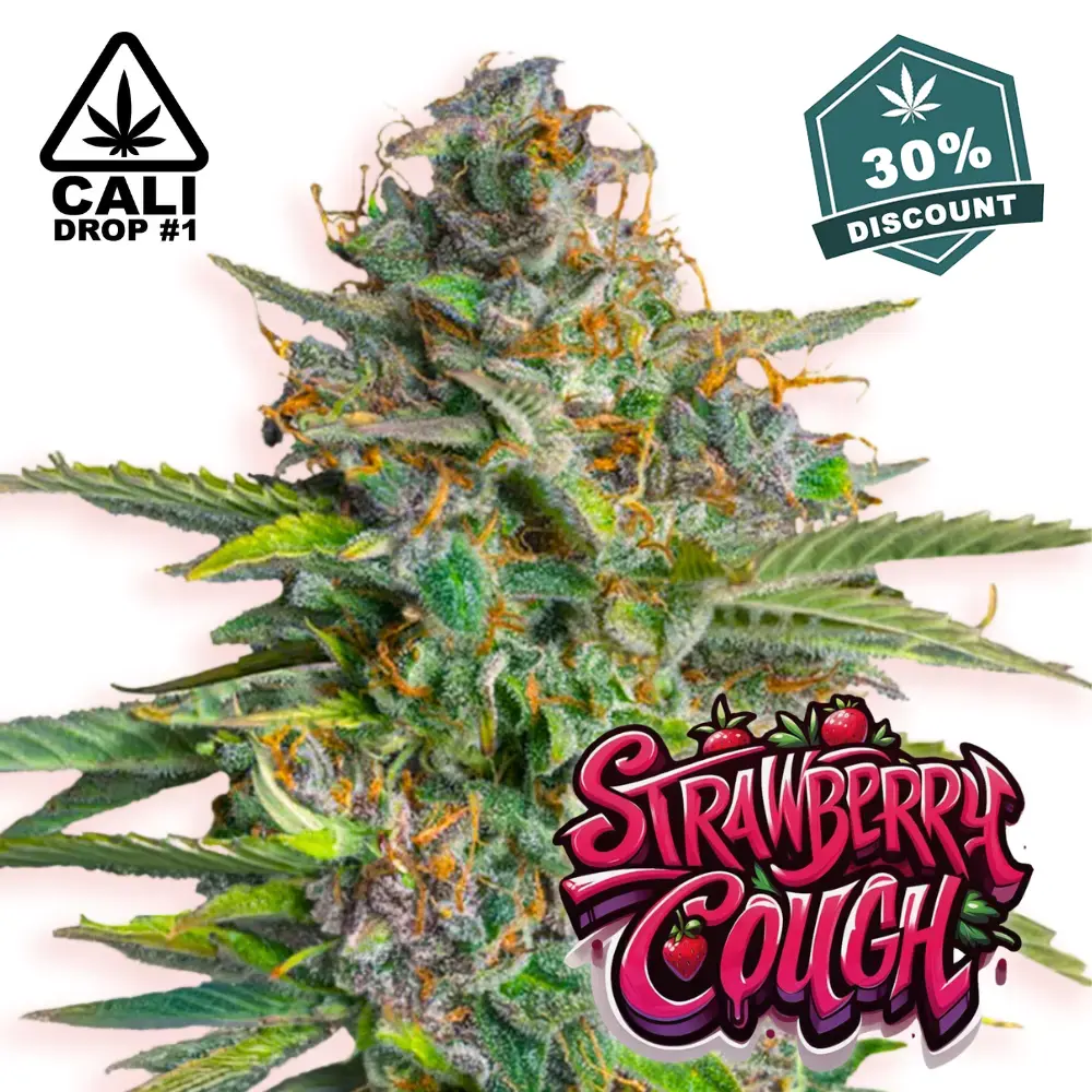 Baba Seeds Strawberry Cough - Hanf Discount Baba Seeds Strawberry Cough Cali Cannabis Samen