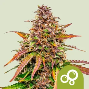 Bubble Kush Autoflowering I Royal Queen Seeds - Hanf Discount Bubble Kush Autoflowering I Royal Queen Seeds Cannabis Samen