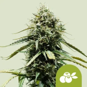 Haze Berry Autoflowering I Royal Queen Seeds - Hanf Discount Haze Berry Autoflowering I Royal Queen Seeds Cannabis Samen