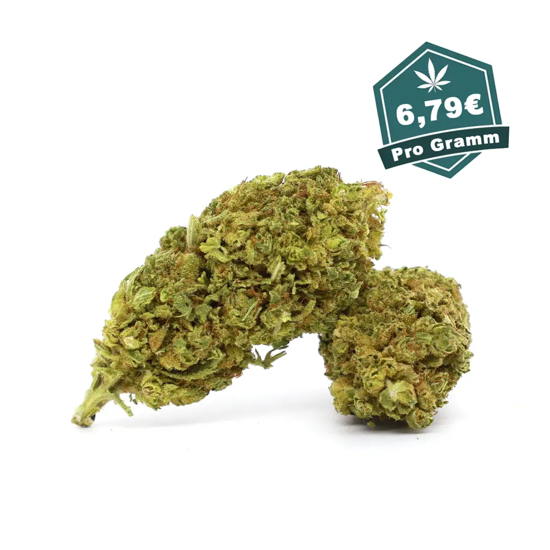 Oreoz - 30- OH- - Hybrid - Hanf Discount Oreoz | 30% OH+ | Hybrid