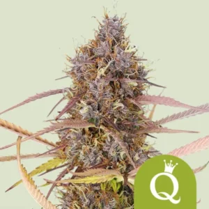 Purple Queen Autoflowering I Royal Queen Seeds - Hanf Discount Purple Queen Autoflowering I Royal Queen Seeds Cannabis Samen