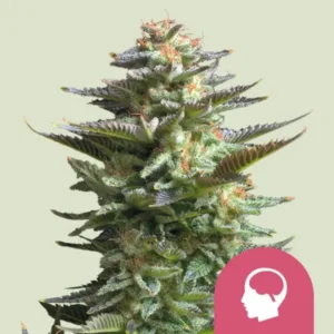 Royal Queen Seeds Amnesia Haze - Hanf Discount Royal Queen Seeds Amnesia Haze Cannabis Samen