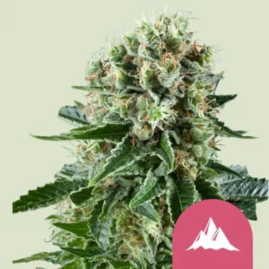 Royal Queen Seeds Critical Kush - Hanf Discount Royal Queen Seeds Critical Kush Cannabis Samen