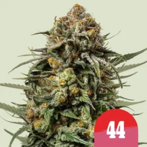 Royal Queen Seeds Gelato 44 - Hanf Discount Royal Queen Seeds Gelato 44 Cannabis Samen