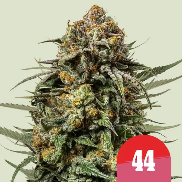 Royal Queen Seeds Gelato 44 - Hanf Discount Royal Queen Seeds Gelato 44 Cannabis Samen