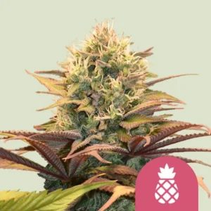 Royal Queen Seeds Pineapple Kush - Hanf Discount Royal Queen Seeds Pineapple Kush Cannabis Samen