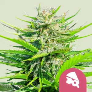Royal Queen Seeds Royal Cheese Fast - Hanf Discount Royal Queen Seeds Royal Cheese Fast Cannabis Samen