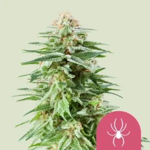 Royal Queen Seeds White Widow - Hanf Discount Royal Queen Seeds White Widow Cannabis Samen
