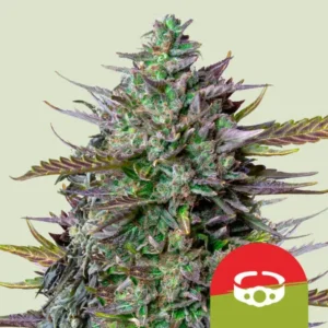 Tyson 2-0 Goatlato I Royal Queen Seeds - Hanf Discount Tyson 2.0 Goatlato I Royal Queen Seeds Cannabis Samen