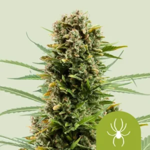 White Widow Autoflowering I Royal Queen Seeds - Hanf Discount White Widow Autoflowering I Royal Queen Seeds Cannabis Samen